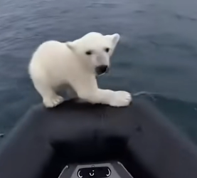 S1504002_whale helped reunite bear cub its mom in Greenland ( PART 2)