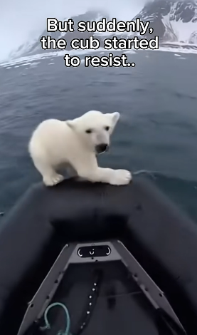 S1504002_whale helped reunite bear cub its mom in Greenland ( PART 2)