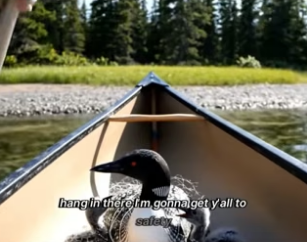 D1404005_Rescuing Mother Common Loon Entangled in Fishing Line ( PART 2)