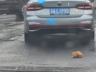 T0304004 Thank God the kitten survived  this poor kitten was lying on the road I rescued it ( Part 2)