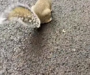 B1504007_discovered little squirrel stealing my cake ( PART 2)