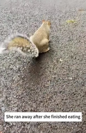 B1504007_discovered little squirrel stealing my cake ( PART 2)