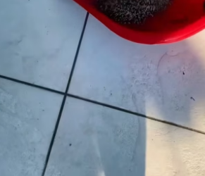 B1504008_little hedgehog fell into swimming pool, rescued her. Une…( PART 2)