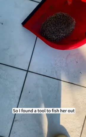 B1504008_little hedgehog fell into swimming pool, rescued her. Une…( PART 2)