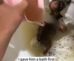 B1504009_found little dog was soaking wet by roadside, rescued ( PART 2)