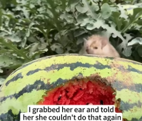 B1504010_found little hedgehog stealing my watermelon. caught her th…( PART 2)