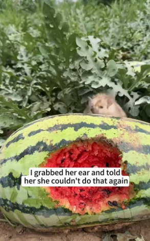 B1504010_found little hedgehog stealing my watermelon. caught her th…( PART 2)