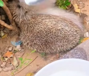B1504011_little hedgehog was stuck in fence, rescued him,unexpectedl…( PART 2)