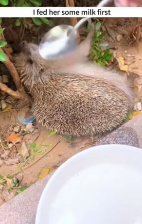 B1504011_little hedgehog was stuck in fence, rescued him,unexpectedl…( PART 2)