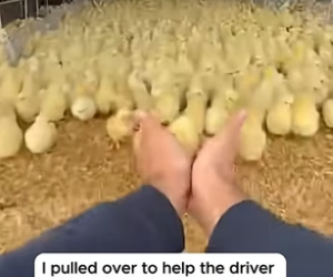 T1404012_He Saved Highway Chicks Found Stowaway #shorts_part2