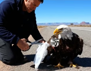D1404006_Rescuing Bald Eagle Family on Desert Highway ( PART 2)