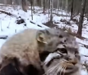 S1504006_protected kitty wolf in forest..( PART 2)