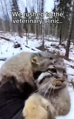 S1504006_protected kitty wolf in forest..( PART 2)