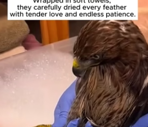 B1504005_family rescued weak eagle their backyard water tank then…( PART 2)