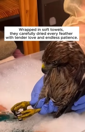 B1504005_family rescued weak eagle their backyard water tank then…( PART 2)