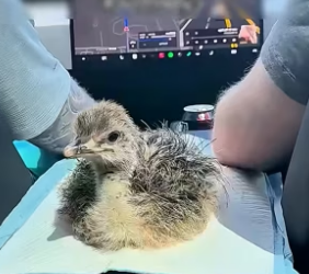 B1504004_family rescued baby cassowary muddy pond then…( PART 2)