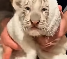 S1604003_white tiger cub fell through ice couldn get out without my help ( PART 2)