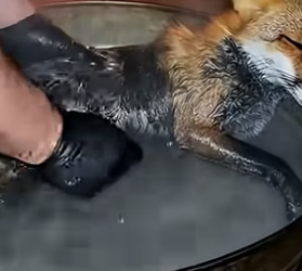S1604002_fox fell into pool of oil couldn get out without my help ( PART 2)