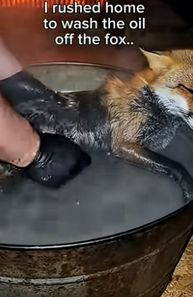S1604002_fox fell into pool of oil couldn get out without my help ( PART 2)