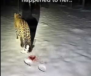 S1604001_snow leopard an injured paw unexpectedly appeared at my door ( PART 2)