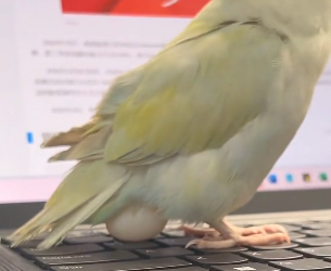 T0304005 my parrot laid an egg on my laptop keyboard. I put the egg under the hen and then this happened  ( Part 2)