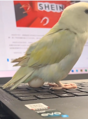 T0304005 my parrot laid an egg on my laptop keyboard. I put the egg under the hen and then this happened  ( Part 2)