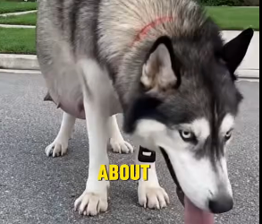 T1604002_She Left Her Pregnant Husky Outside ( PART 2)