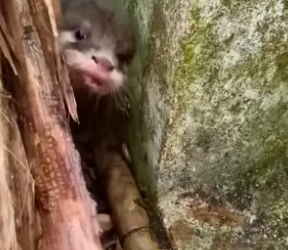 S1504006_Baby otter ( PART 2)