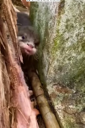 S1504006_Baby otter ( PART 2)