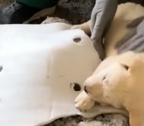 S1504001_received news some poor puppies were living as strays in an ab… ( PART 2)