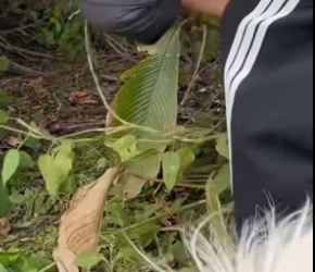 S1404006_While checking garden, discovered mother dog her puppies ( PART 2)