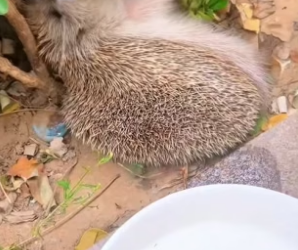B1504011_little hedgehog was stuck in fence, rescued him,unexpectedl…( PART 2)