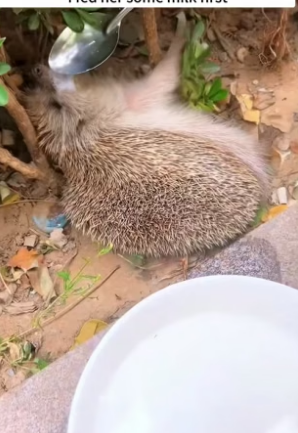 B1504011_little hedgehog was stuck in fence, rescued him,unexpectedl…( PART 2)