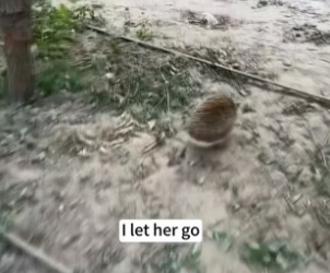 B1504010_found little hedgehog stealing my watermelon. caught her th…( PART 2)