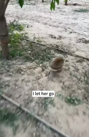 B1504010_found little hedgehog stealing my watermelon. caught her th…( PART 2)