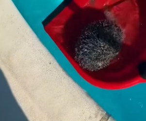 B1504008_little hedgehog fell into swimming pool, rescued her. ( PART 2)
