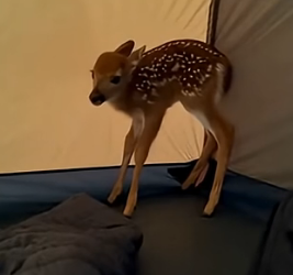 T1504006_Baby Deer Ran Into His Tent To Escape Wild Tiger ( PART 2)