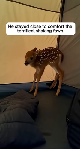 T1504006_Baby Deer Ran Into His Tent To Escape Wild Tiger ( PART 2)