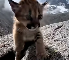S1604006_saved cougar cub was trapped in mountain crevice ( PART 2)