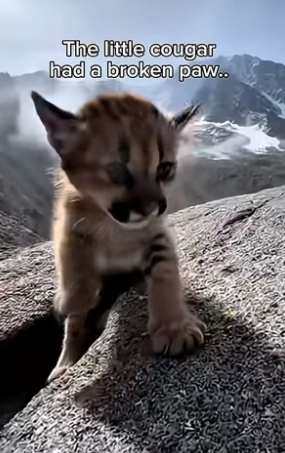 S1604006_saved cougar cub was trapped in mountain crevice ( PART 2)