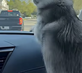 T1604003_Stray Husky Jumped Into Truck to Save Her Puppy #usa_part2