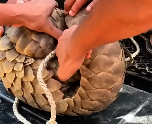 B1704002_Kind people rescued a pangolin trapped in wire and then…( PART 2)
