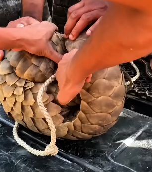 B1704002_Kind people rescued a pangolin trapped in wire and then…( PART 2)