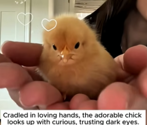 B1704003_A couple discovers a abandoned baby chick all alone and took it home ( PART 2)