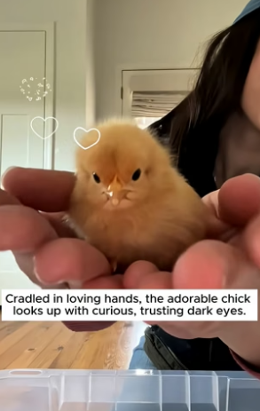 B1704003_A couple discovers a abandoned baby chick all alone and took it home ( PART 2)
