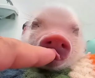 B1704004_A kind family rescued a lost baby piglet from the streets and adopted it ( PART 2)