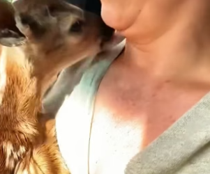 B1704005_This couple rescued a baby deer trapped in floodwaters and took it home ( PART 2)