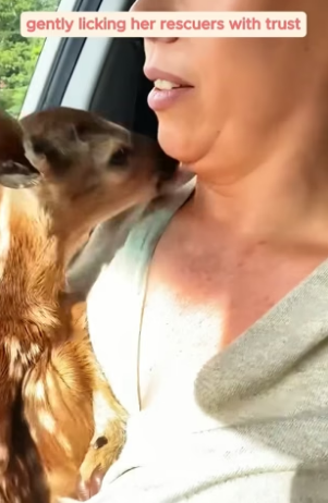 B1704005_This couple rescued a baby deer trapped in floodwaters and took it home ( PART 2)