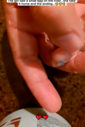 S1604006_girl saw small egg on road she take it home #parrot #ba…_part2