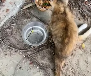 S1604004_Poor stray cat ( PART 2)